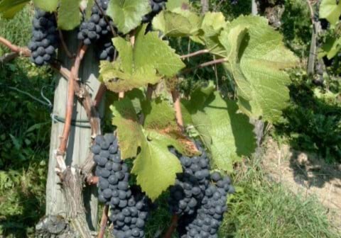 Pinot Trauben_480x336 Pinot Trauben_480x336